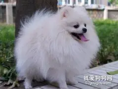 博美犬家庭美容小建议