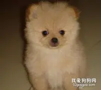 新购博美幼犬的健康食谱