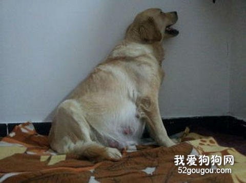 金毛犬怀孕