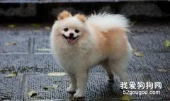 博美犬的运动