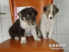 苏牧幼犬喂养方法