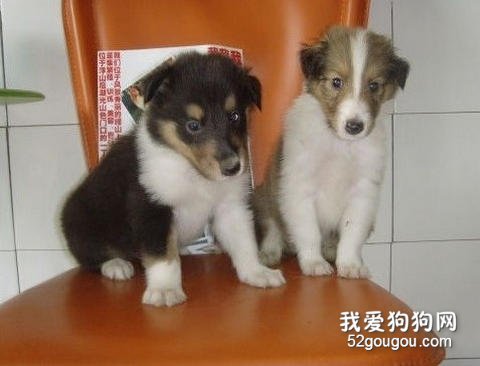 喂养苏牧幼犬