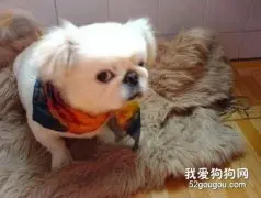 京巴犬腰椎护理技巧