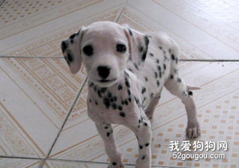 斑点犬饲养