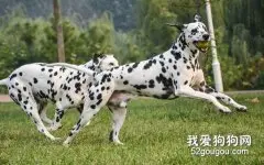 斑点犬另类训练法