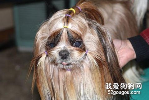 西施犬美容技巧