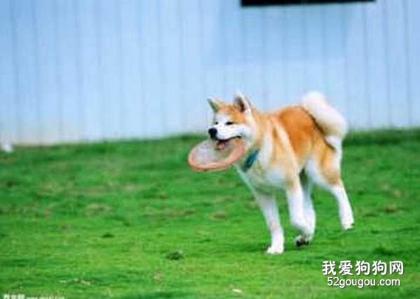 训练秋田犬