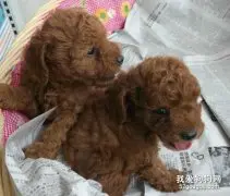 如何挑选泰迪犬