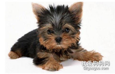 约克夏幼犬