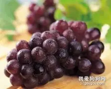 狗狗能吃与不能吃的水果蔬菜