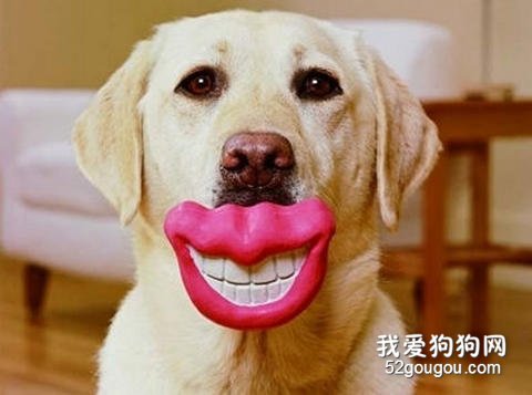保护狗狗牙齿