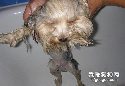 约克夏洗澡