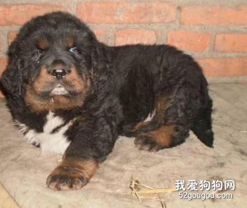 喂养藏獒