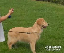 养狗必知的常识