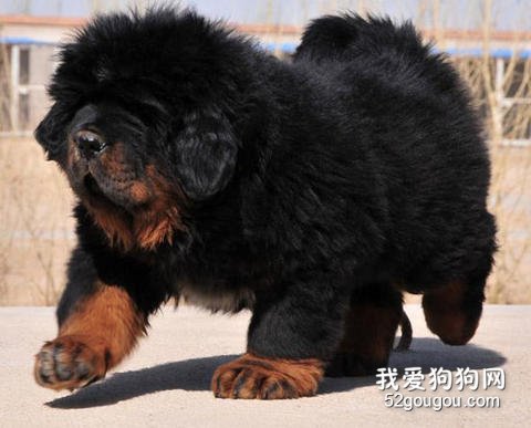 养藏獒的好处