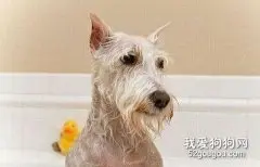 如何去除狗狗尿气味？
