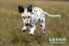 犬日常锻炼注意事项