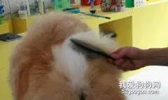 如何保持松狮毛的光泽和漂亮？