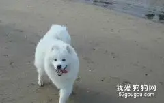 如何矫正狗狗的异嗜癖？