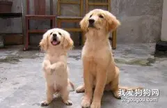 喂养金毛犬的食物