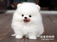 博美狗饮食应注意的事项