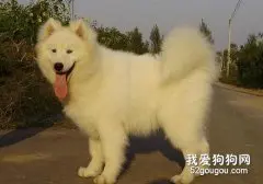 去除萨摩耶犬坏毛病的方法