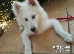 如何训练萨摩耶犬不咬人