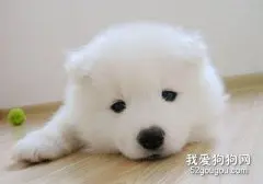 养萨摩耶犬防驱虫很重要
