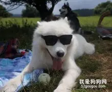 萨摩耶犬换毛注意事项