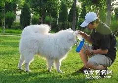给萨摩耶犬日常护理用品