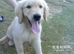 金毛犬眼睛的清洁方法