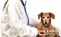 给狗狗进行健康自检