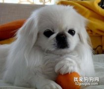 北京犬美容方法