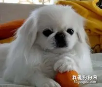 北京犬美容方法