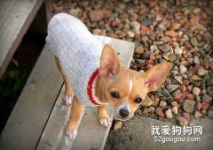 秋冬季节宠物狗的健康养护