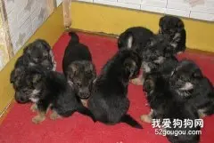 德国牧羊犬幼犬的选购方法