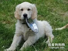 正确的给狗狗补钙？