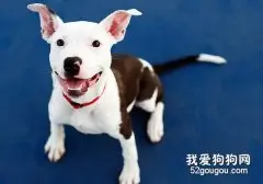 狗狗的性格培养