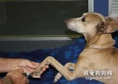 家庭给宠物修剪指甲的小技巧