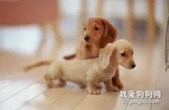 如何饲养腊肠犬？