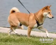 狗狗锻炼的基本知识