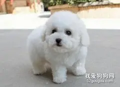 比熊喂食要点