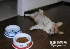 为什么犬只能喂八成饱？