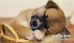 狗狗睡眠习惯主人须知
