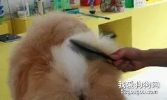 松狮经常梳理被毛的重要性