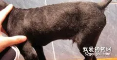 成年狗狗注意的几个皮肤问题