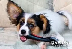 秋冬季节宠物狗的健康养护注意的几个方面