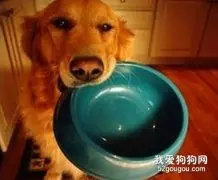 成犬期狗狗的喂食技巧