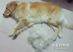 宠物脱毛的处理方法