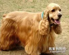 美国可卡犬美容简述